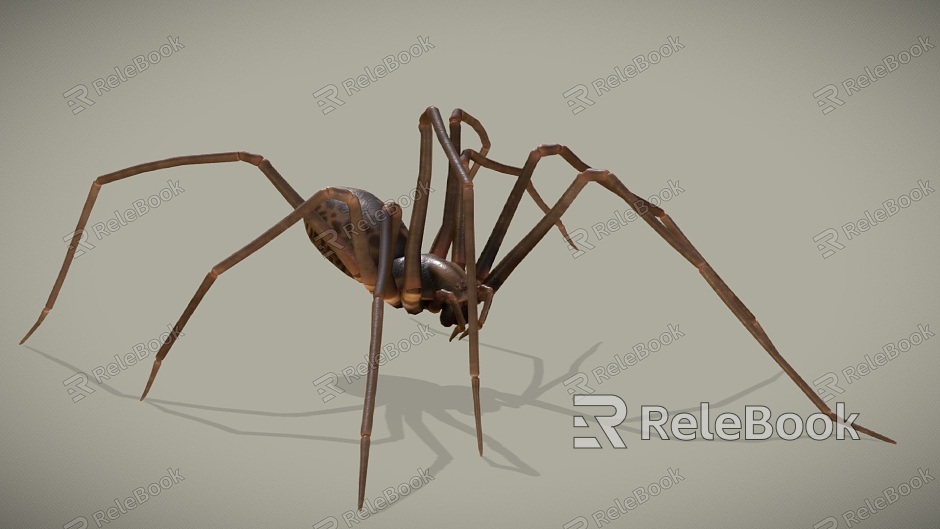 poisonous spider red spider black spider redback spider reptile model