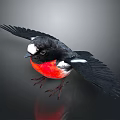 Black Winged Bird with White Head Patch and Red Chest Flying Against Gray Background 3d model