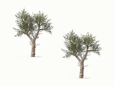 Two Olive Trees With Textured Trunks And Lush Green Foliage On White Background 3d model