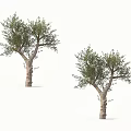 Two Olive Trees With Textured Trunks And Lush Green Foliage On White Background