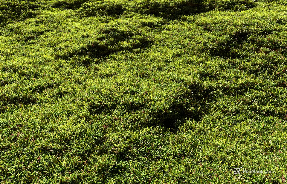 Lush Green Grass Field With Vibrant Plants Thriving Under Sunlight Exposure 3d model 