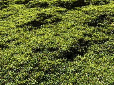 Lush Green Grass Field With Vibrant Plants Thriving Under Sunlight Exposure 3d model