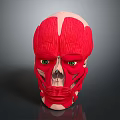 Red Anatomical Human Head Muscle Model Showing Detailed Facial Muscle Structure