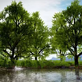Trees Forest Scenes Trees Shrubs Big Trees Green Plant Trunks 3d model