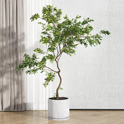 Indoor Potted Tree With Lush Green Leaves White Planter And Textured Wall 3d model