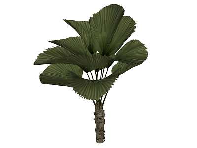 Tropical Arbor With Large Fan Shaped Green Leaves And Textured Trunk 3d model