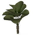 Tropical Arbor With Large Fan Shaped Green Leaves And Textured Trunk