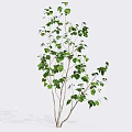 Lush Green Tree With Multiple Trunks And Dense Foliage In Natural Form 3d model