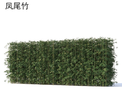 Phoenix-tailed bamboo plants 3d model