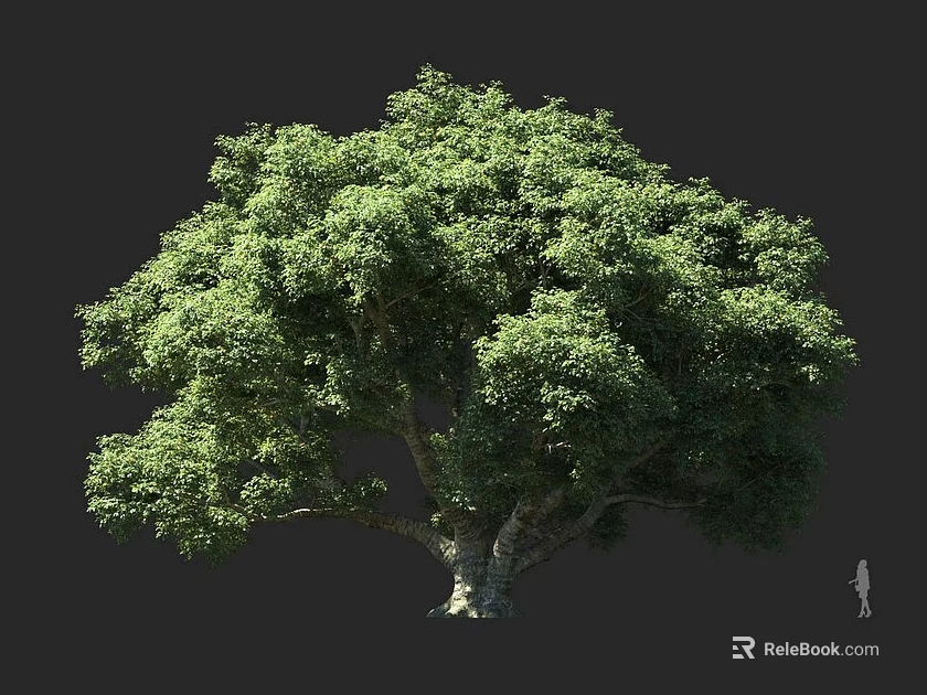 Tall Lush Arbor With Thick Trunk Full Green Canopy And Dense Foliage 3d model 