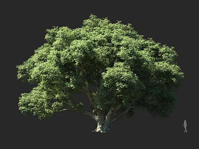 Tall Lush Arbor With Thick Trunk Full Green Canopy And Dense Foliage 3d model