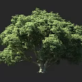 Tall Lush Arbor With Thick Trunk Full Green Canopy And Dense Foliage