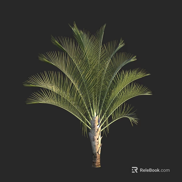 Elegant Palm Tree With Lush Green Fronds And Light Colored Trunk 3d model 