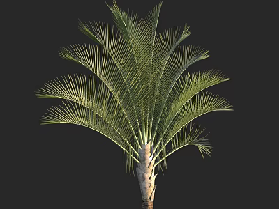 Elegant Palm Tree With Lush Green Fronds And Light Colored Trunk 3d model