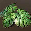 Cartoon Scene of Lush Green Monstera Leaves With Holes and Vibrant Veins