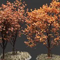 Tall Lush Trees With Vibrant Orange Red Leaves And Grassy Base