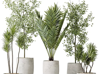 Indoor Bonsai Potted Plants With Various Types Concrete Planters Different Heights And Shapes 3d model