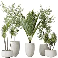 Indoor Bonsai Potted Plants With Various Types Concrete Planters Different Heights And Shapes