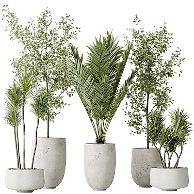 Indoor Bonsai Potted Plants With Various Types Concrete Planters Different Heights And Shapes 3d model