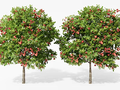 Lush Pair Of Fruit Trees With Green Leaves And Red Fruits In Garden 3d model