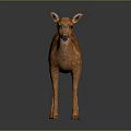 Cute Brown Fawn With White Spots Standing On Gray Background With Reflection