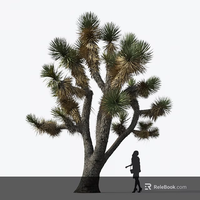 Joshua Tree Featuring Thick Trunk Branchy Needle Like Green Yellowish Leaves and Person Silhouette Under 3d model 