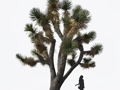 Joshua Tree Featuring Thick Trunk Branchy Needle Like Green Yellowish Leaves and Person Silhouette Under 3d model