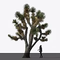 Joshua Tree Featuring Thick Trunk Branchy Needle Like Green Yellowish Leaves and Person Silhouette Under