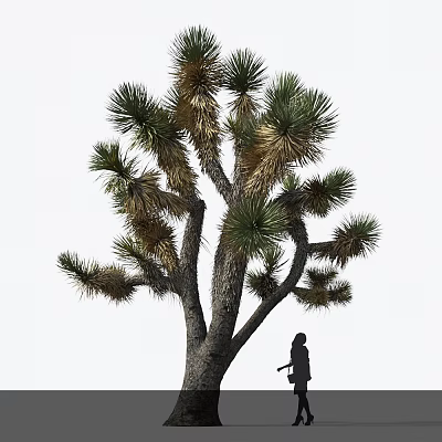 Joshua Tree Featuring Thick Trunk Branchy Needle Like Green Yellowish Leaves and Person Silhouette Under 3d model