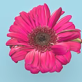 Beautiful Pink Flower with Vibrant Petals Dark Center and Green Stem on Light Blue Background
