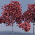 Vibrant Red Leaf Trees With Slender Trunks And Lush Foliage In Blue Background 3d model