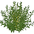 Shrubs 3d model