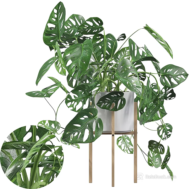Lush Monstera Potted Plant With Large Green Leaves In White Pot And Wooden Stand 3d model 
