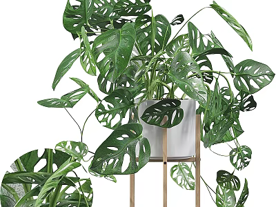 Lush Monstera Potted Plant With Large Green Leaves In White Pot And Wooden Stand 3d model