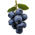 Fresh Ripe Blueberry Cluster With Vibrant Green Leaves And Plump Berries