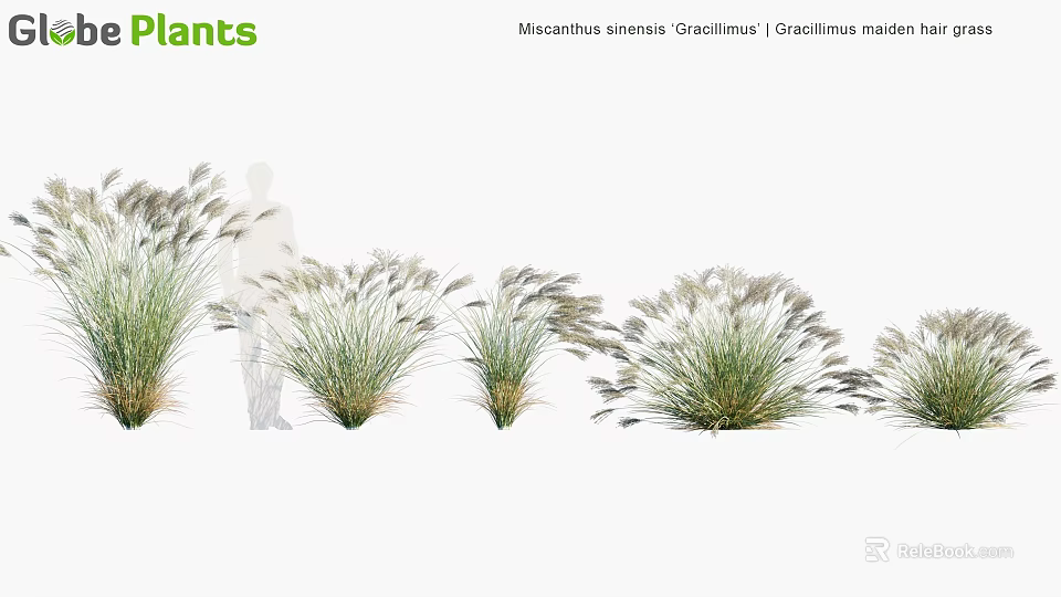 Miscanthus sinensis Gracillimus Chinese Silver Grass Ornamental Plant With Feathery Plumes And Slender Leaves 3d model 