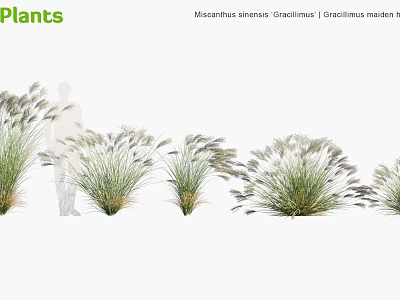 Miscanthus sinensis Gracillimus Chinese Silver Grass Ornamental Plant With Feathery Plumes And Slender Leaves 3d model