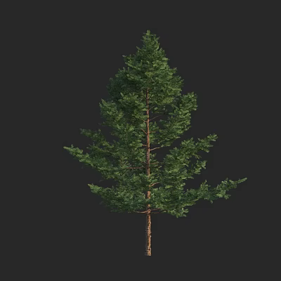 Tall Evergreen Arbor with Dense Green Foliage and Brown Trunk in Natural Scene 3d model
