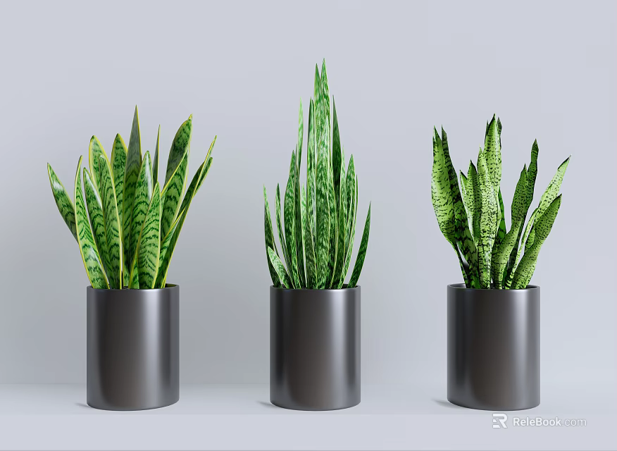 Green Snake Plants In Black Cylindrical Pots On Gray Background 3d model 