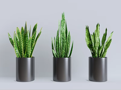 Green Snake Plants In Black Cylindrical Pots On Gray Background 3d model