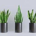 Green Snake Plants In Black Cylindrical Pots On Gray Background