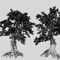 Tall Arbor Trees With Lush Green Leaves Thick Trunks And Exposed Roots