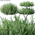 Decorative Ornament Set With Various Lush Green Plants For Home Decor
