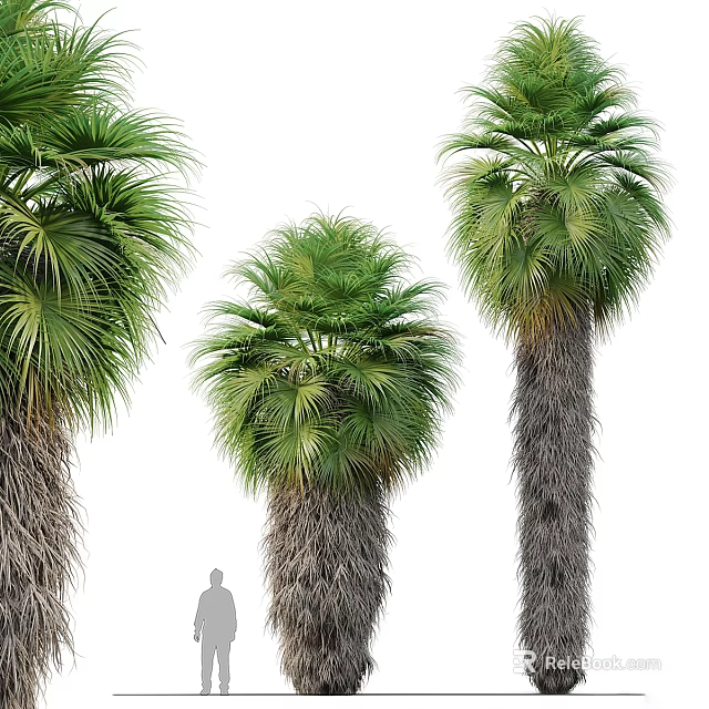 Palm Trees with Rough Textured Trunks Lush Green Fronds and Human Silhouette for Height Reference 3d model 