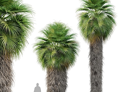 Modern trees Modern palm trees 3d model