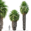 Modern trees Modern palm trees 3d model