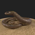 Brown Reptile Snake Coiled On Sandy Ground With Raised Head 3d model