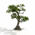 Tall Mature Tree With Developed Roots Thick Trunk And Green Leaves