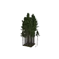 Decorative Ornament Set With Mushrooms Ferns Moss On Grass And Fallen Leaves Tree Trunk