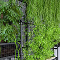 Lush Vines Hanging On Grid Wall With Greenery